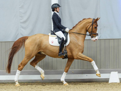 Zizou — Gelding · 4y