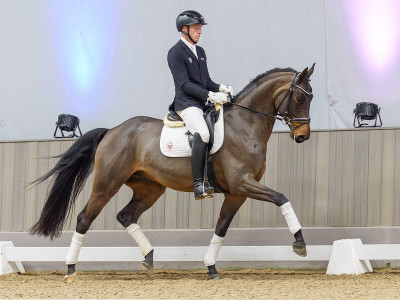 Fun Factor — Gelding · 5y