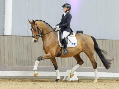 Sangria Deluxe — Gelding · 4y
