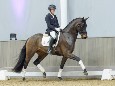 Sir Eddy — Gelding · 3y