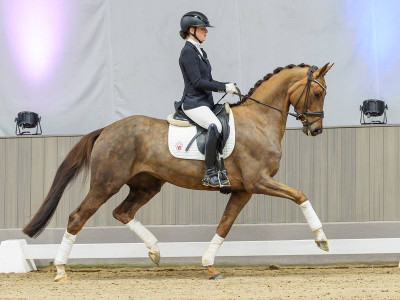 Diva Dancing — Stallion · 4y