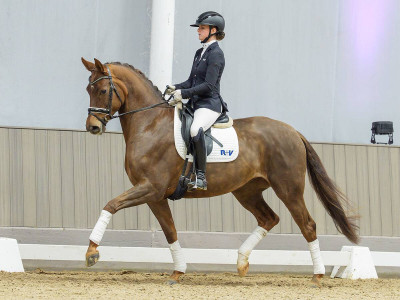Donna Vivaldi — Stallion · 4y