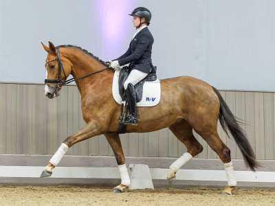 Bonny — Stallion · 4y