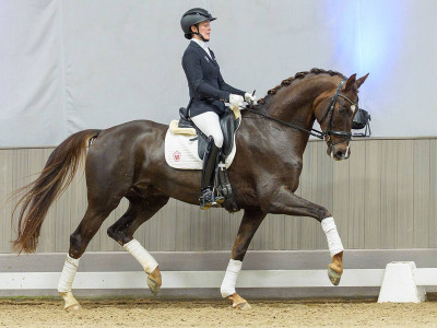 St. Paul — Gelding · 5y