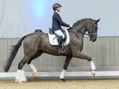 Freaky Friday — Gelding · 3y