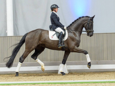 Sansibar — Gelding · 5y