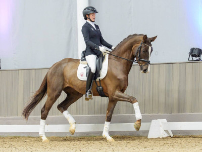 Sally Sunshine — Stallion · 3y