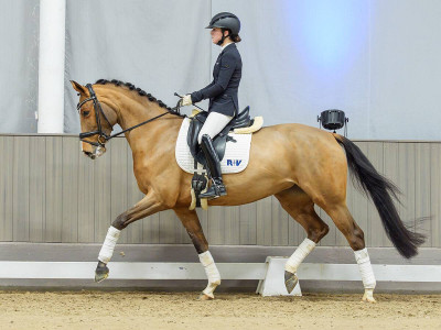 Thalia E — Stallion · 5y