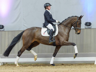 Vilencia — Stallion · 4y