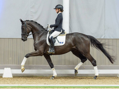 Dark Lady — Stallion · 4y