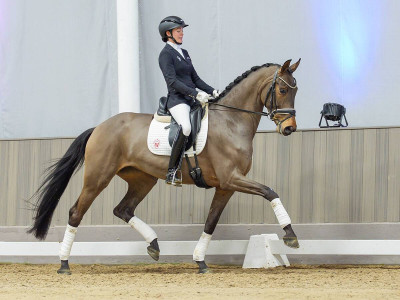 Sophie — Stallion · 4y