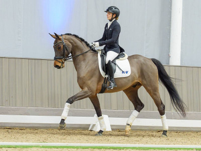 Bailey — Gelding · 4y