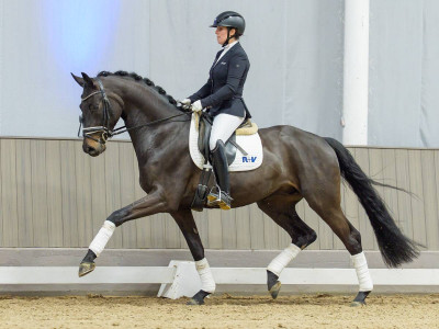 Floristino M — Gelding · 3y