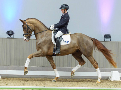 Sans Soucis — Gelding · 3y