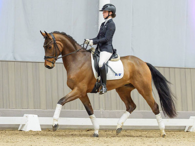 Tjan — Gelding · 3y