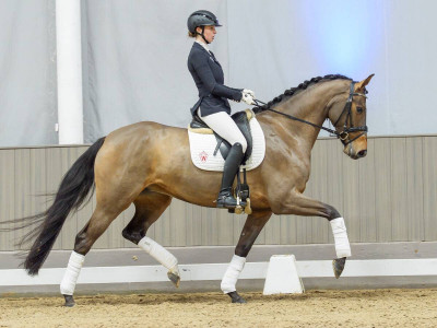 Jovian's Best — Stallion · 4y