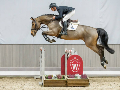 Amirates — Stallion · 7y