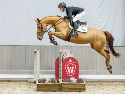 Daywalker — Gelding · 6y