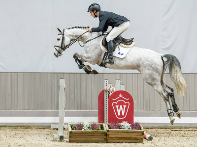 Claire — Stallion · 5y