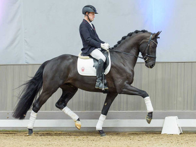 Diamond Touch — Gelding · 3y