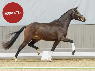Viva Bella — Stallion · 3y