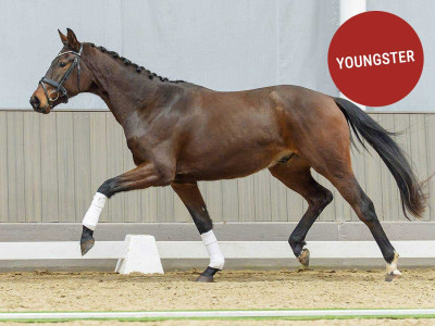 Vincent — Gelding · 2y