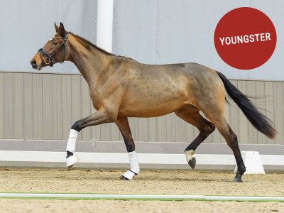 Velvet Touch — Stallion · 2y