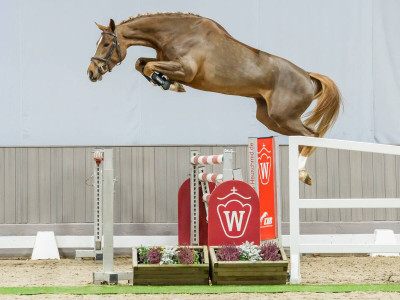 Jamaica — Stallion · 3y